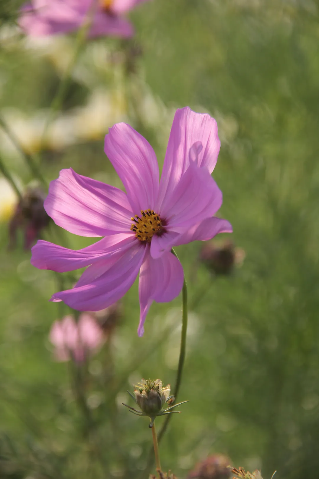 A pink cosmos flower in the meadow