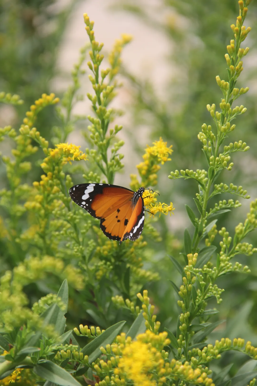 A butterfly resting on goldenrod