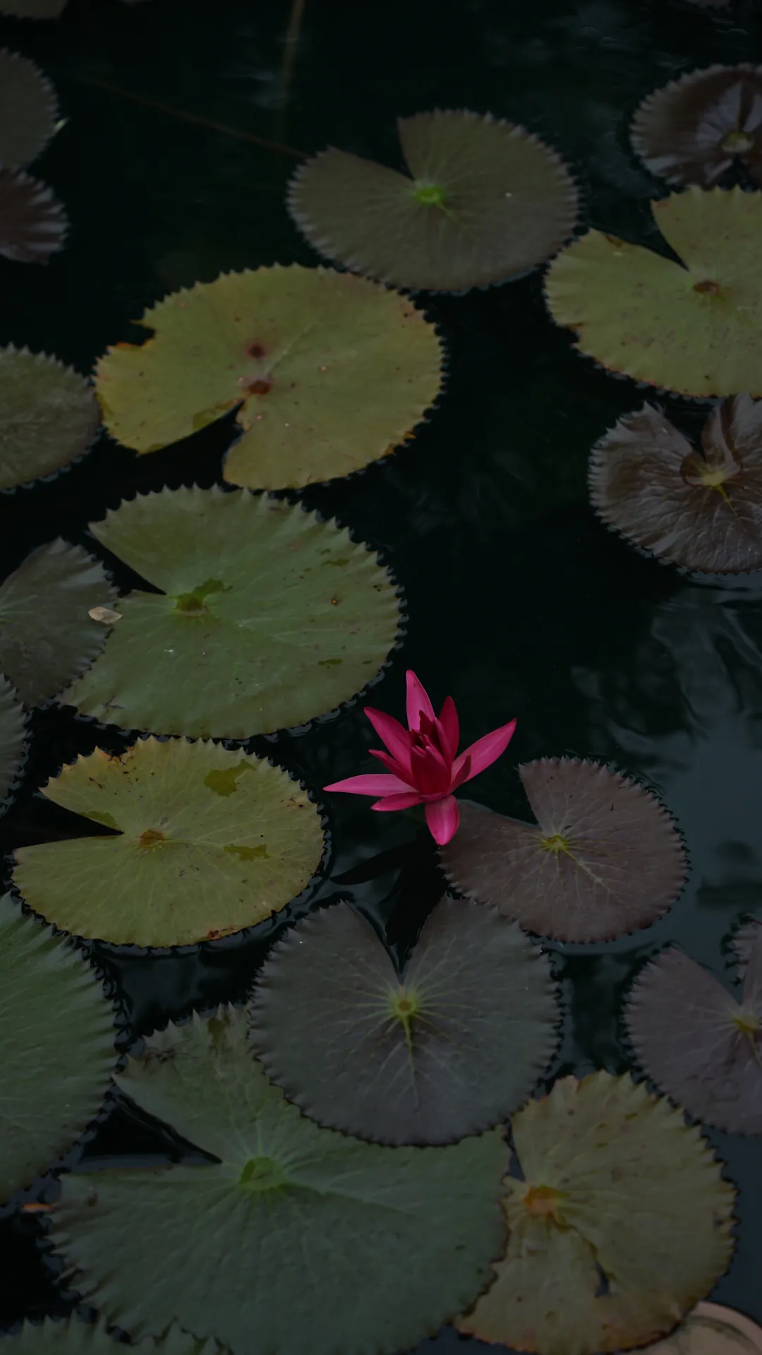 A pink water lily among lily pads