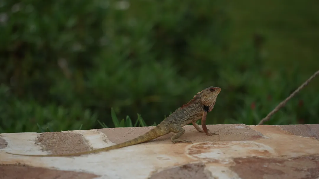 A garden lizard warming itself on a stone ledge