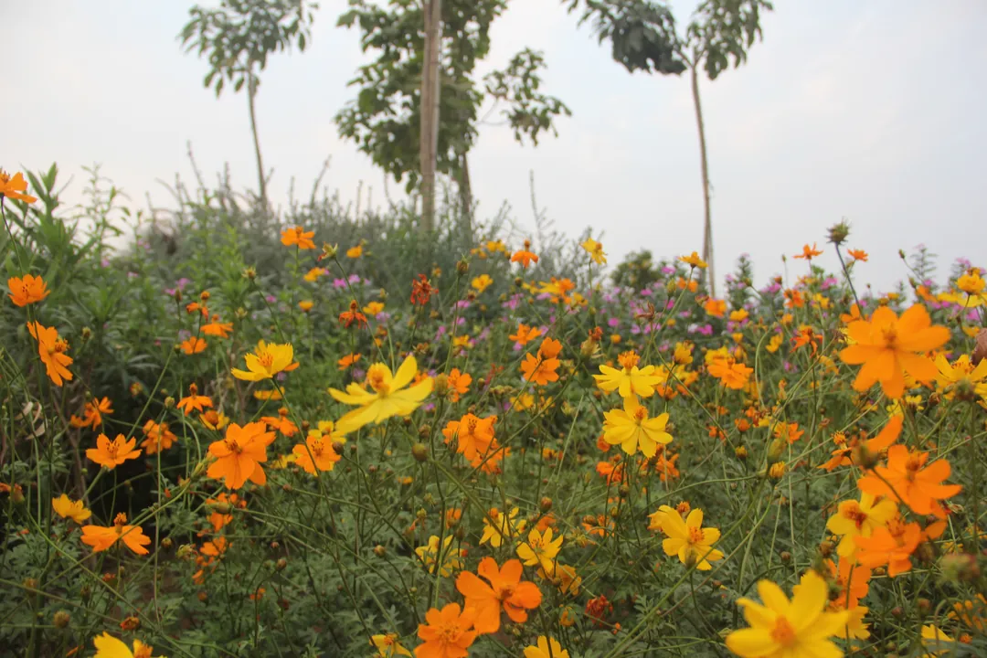 Orange and yellow cosmos in flower, young trees behind