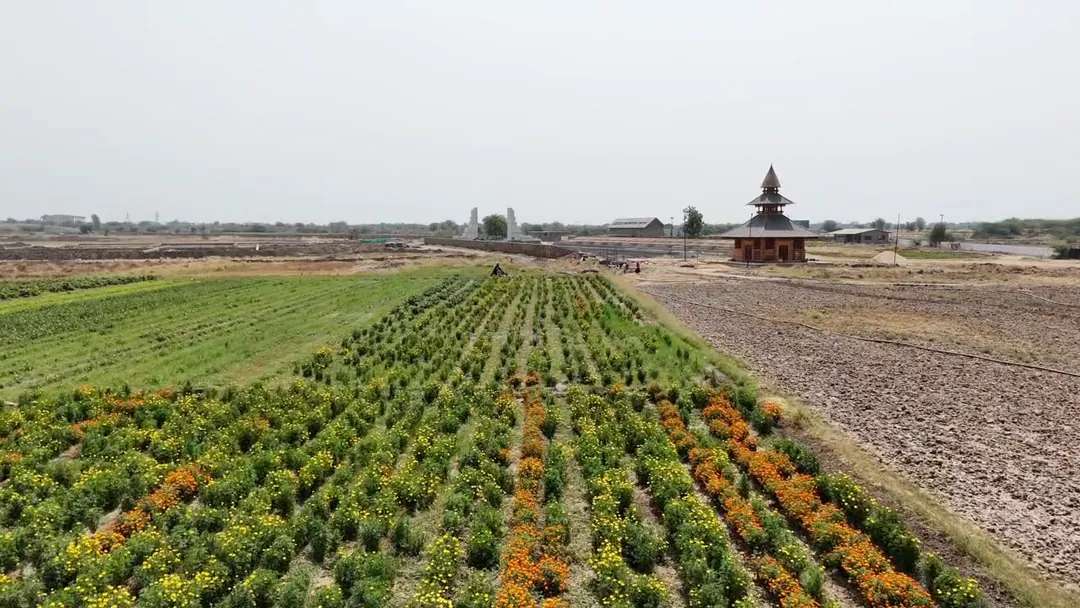 Rows of young planting in flower, the temple on the horizon